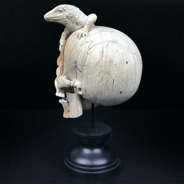 Crâne au lézard en bois de tamarin et bois de cerf sur pied Vanité Memento mori (3/4 dos)