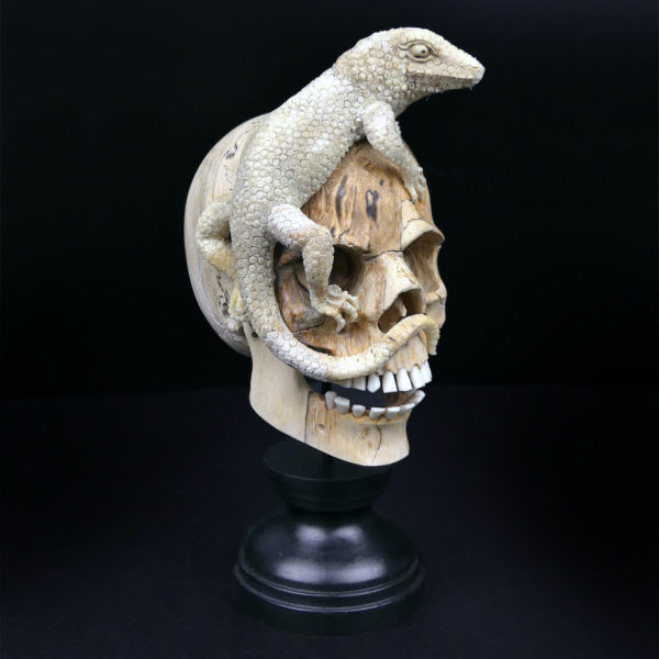 Crâne au lézard en bois de tamarin et bois de cerf sur pied Vanité Memento mori (3/4)