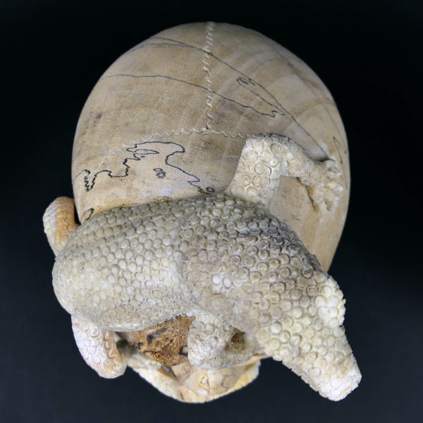 Crâne au lézard en bois de tamarin et bois de cerf sur pied Vanité Memento mori (dessus)