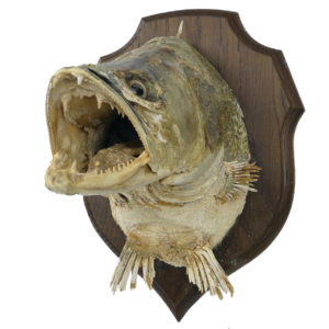 Tête de grand brochet naturalisé ancienne sur socle Trophée de poisson XXe (3/4)