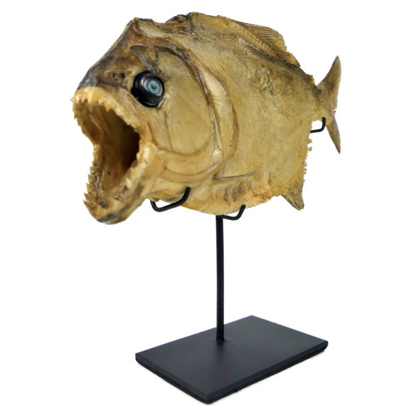 Grand piranha naturalisé aux yeux de poupée sur pied Serrasalminae (3/4)