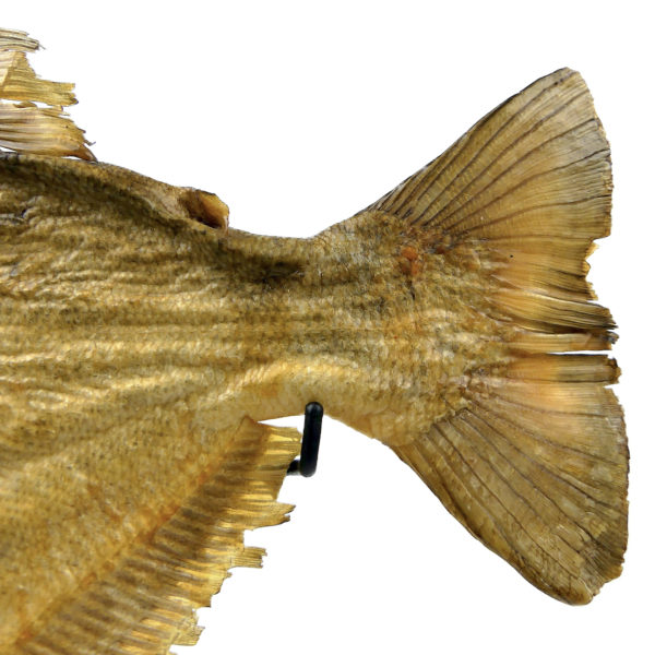 Grand piranha naturalisé aux yeux de poupée sur pied Serrasalminae (détail)