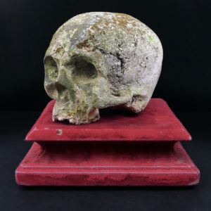 Crâne en pierre sculptée sur piédestal en velours rouge Vanité Memento mori (3/4)