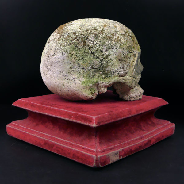 Crâne en pierre sculptée sur piédestal en velours rouge Vanité Memento mori (3/4 dos)