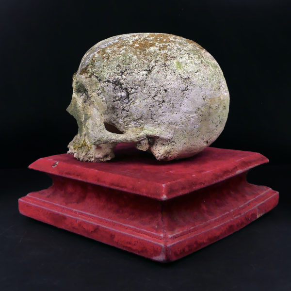 Crâne en pierre sculptée sur piédestal en velours rouge Vanité Memento mori (3/4 dos)