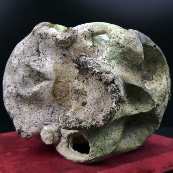 Crâne en pierre sculptée sur piédestal en velours rouge Vanité Memento mori (dessous 3/4)